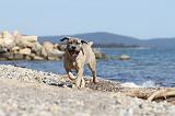 CANE CORSO 527